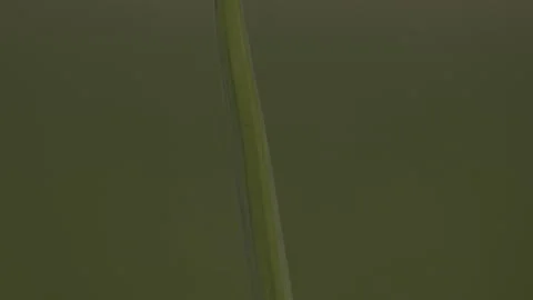 Focus on a single droplet on a blade of grass Stockbeeldmateriaal 251839381