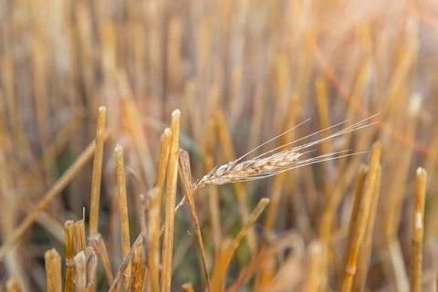 Focus on single ear of wheat on a background of beveled field. Close up of ye Stock Photos