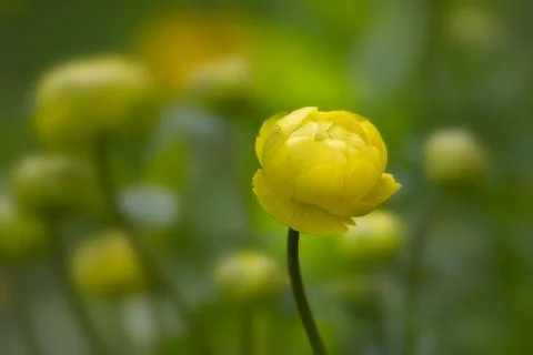 Focus on single nice soft yellow flower against blurred flower bed background Stock Photos