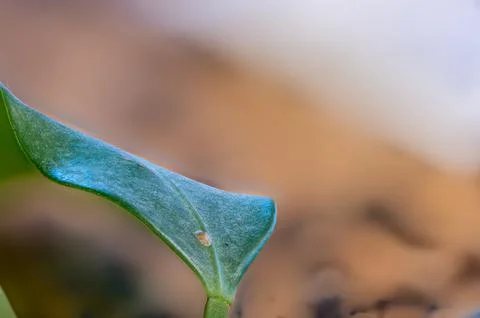 Focus on a single pest scale insect on an indoor houseplant leaf. Stock Photos