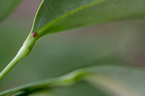 Focus on a single pest scale insect on an indoor houseplant leaf. Stock Photos