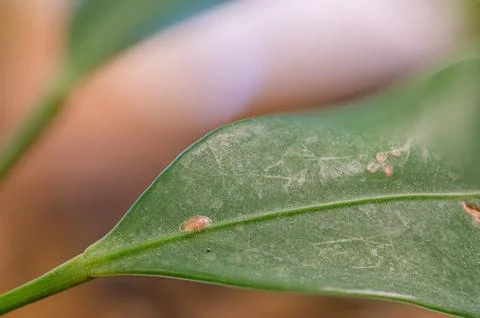 Focus on a single pest scale insect on an indoor houseplant leaf. Foto stock