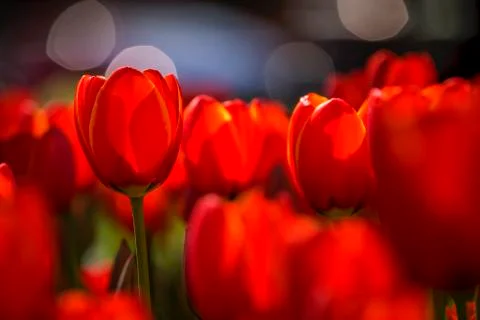 Focus on a single red tulip amongst many tulips in a garden with bokeh Stock Photos