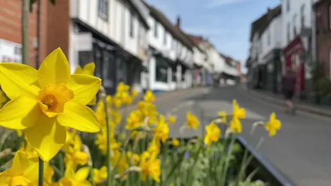 Focus on slow motion Daffodil blowing in the wind Vidéo 153085285