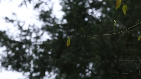 Focus on a small branch with few leaves in a bit of wind Stock Footage 256649277
