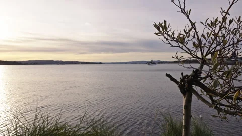 Focus on a small tree with ferry in the background during sunset Stock Footage 293071844