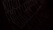 Focus On Spider Web, Night Dark Background Stock Footage