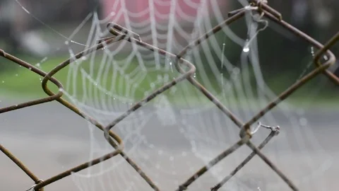 Focus the spiderweb Stock Footage 99117000