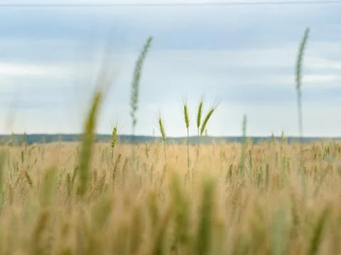Focus to spikelets of rye in the field on blue sky background. Natural blurred Stock Photos