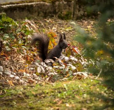 Focus on a squirrel sitting on the ground at spring in jena Stock Photos