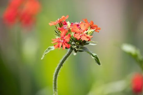 Focus stack detail of lychnis chalcedonica flower with blurred background Stock Photos