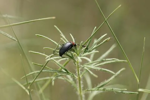 Focus-stacking beetle Heliotaurus ruficollis on rosemary leaves Stockfoto's