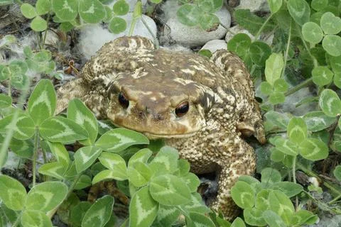 Focus stacking of the common Iberian toad among white clover Stock Photos