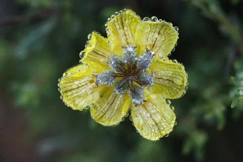 Focus stacking on Hippocrepis scabra DC inflorescence with dew drops Stock Photos