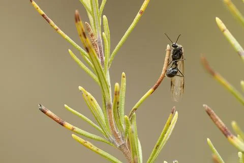 Focus stacking image of a flying ant on rosemary needles Stock Photos