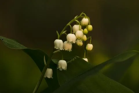 Focus stacking Lily of the valley Foto stock