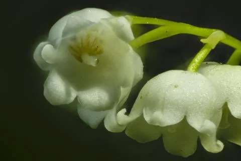 Focus stacking Lily of the valley Stock Photos