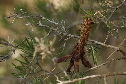 Focus stacking on a pine cone eaten by a squirrel that fell on a rosemary bush Stock Photos