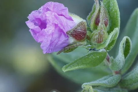 Focus stacking on a rockrose flower with background separation and dew drops Фото
