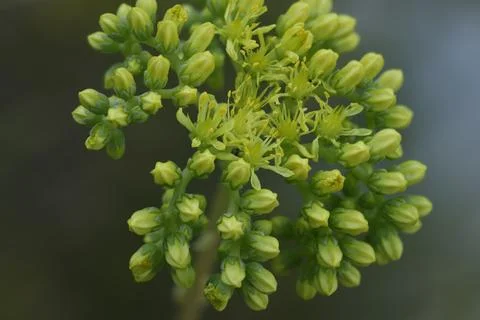 Focus stacking on Sedum sediforme (Shepherd's Grape) inflorescence Stockfoto's