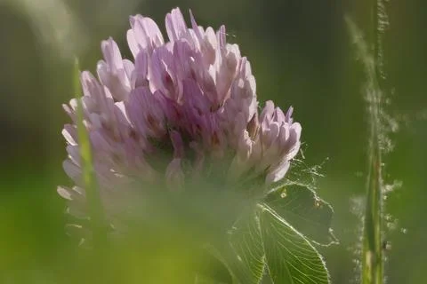 Focus stacking technique on backlit Red Clover with foreground bokeh Фото