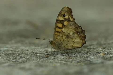 Focus stacking of a wall butterfly perched on a rock in the shade of a forest Photos
