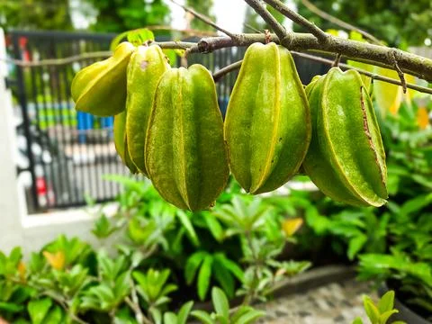 Focus of Starfruit fruit hanging on a tree, a plant cultivated at home Fotos de archivo