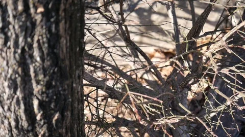 Focus sticks, blurry tree Stock Footage 122486703