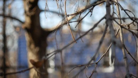 Focus sticks, blurry tree Stock Footage 122486797