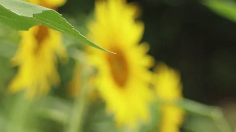 Focus on the sunflowers - 4K - ProRes Stock Footage 159478111