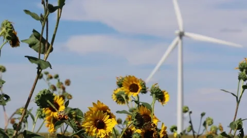Focus on Sunflowers in Foreground of Rotating Wind Turbine Stock Footage 54801410