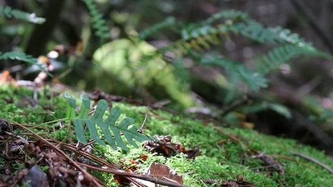 Focus switching ferns Stock-Footage 95767976