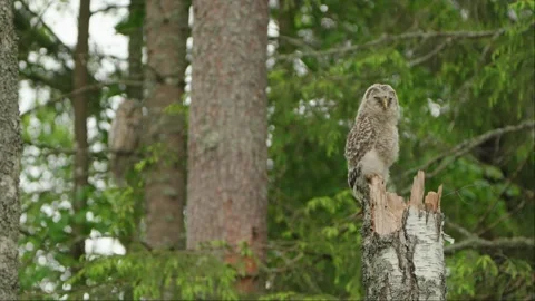 Focus Switching From The Ural Owl To Owlet Inside Green Forest Video stock 243996429