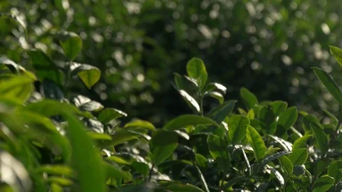 Focus on tea leaves Stock Footage 73891089