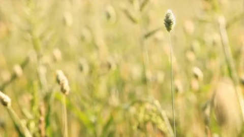 Focus through field of grass with very shallow depth of field. Stock Footage 92140187