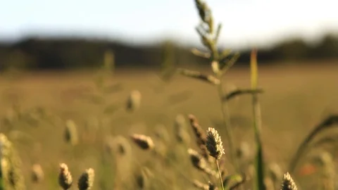 Focus through field of grass with very shallow depth of field Stock Footage 92165863