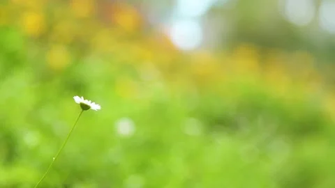Focus Tiny Daisy Flower Blowing Wind in Garden in Summer Season Stock Footage 153519576