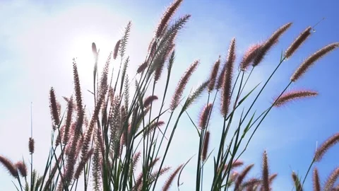 Focus on the tip of a flower swaying slowly in the wind, sky background Stock Footage 294752646