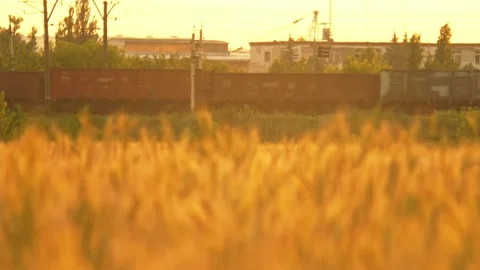 Focus transition from cargo train to wheat plants Stock Footage 157308657