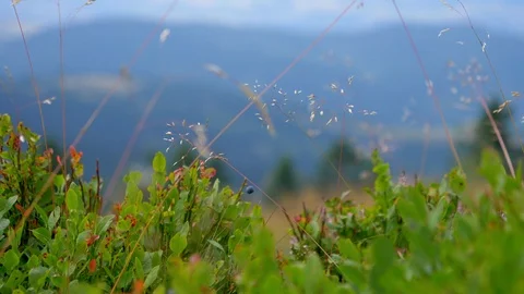 Focus transition of a hiker passing by - Parc naturel régional du Pilat, France. Video stock 92776080