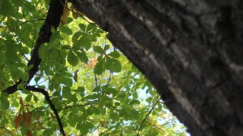 Focus transition from leaves to tree 스톡 동영상 107755998