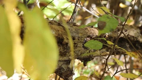 Focus transition from an old log to a leaf 스톡 동영상 107756024