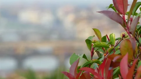 Focus transition: Ponte Vecchio (Old Bridge) is medieval stone closed-spandre Stock Footage 115572871