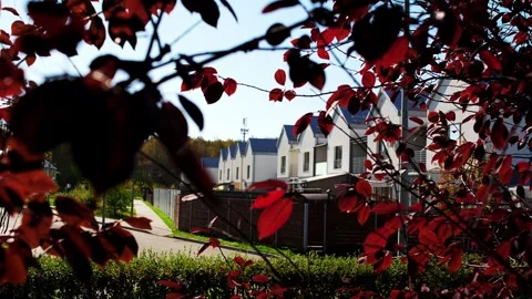 Focus transition shifting from foreground dark red autumn tree foliage to Stock Footage 346639581