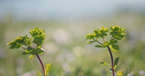 Focus transition shot of two Sun spurge at the sunny Jarun lake, Zagreb 動画素材 236318306