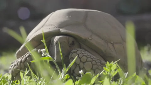 Focus transition from white flower to turtle, turtle blinking Video stock 138961851