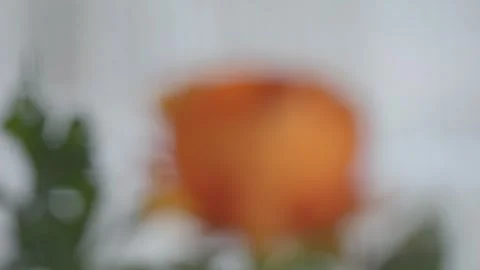 Focus transition from a window to a beautiful Asian globeflower in the vase Stock-Footage 267449980