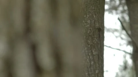 Focus on a tree Stock Footage 125077577