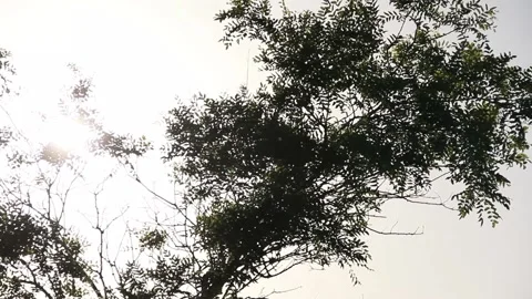Focus in to tree Stock Footage 154570046