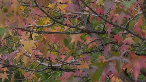 Focus on tree leaves in autumn Stock Footage 73891212